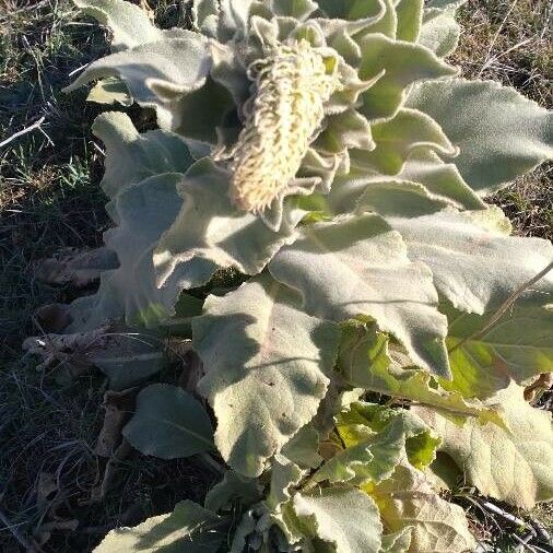 Verbascum thapsus 花