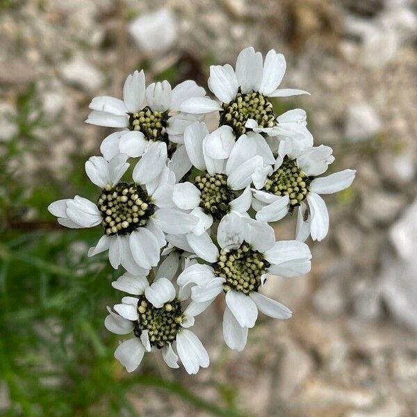 Achillea atrata Kvet