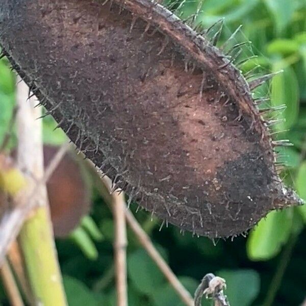 Guilandina bonduc Frucht