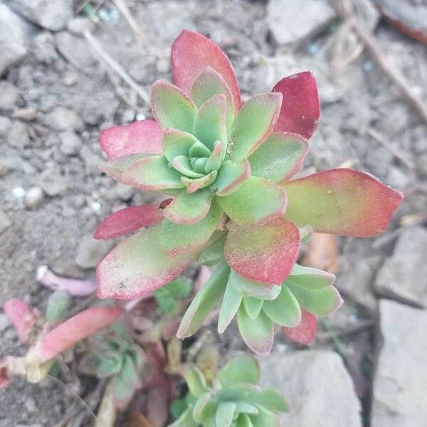 Sedum palmeri Deilen