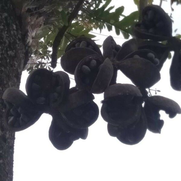 Sterculia foetida Frukto