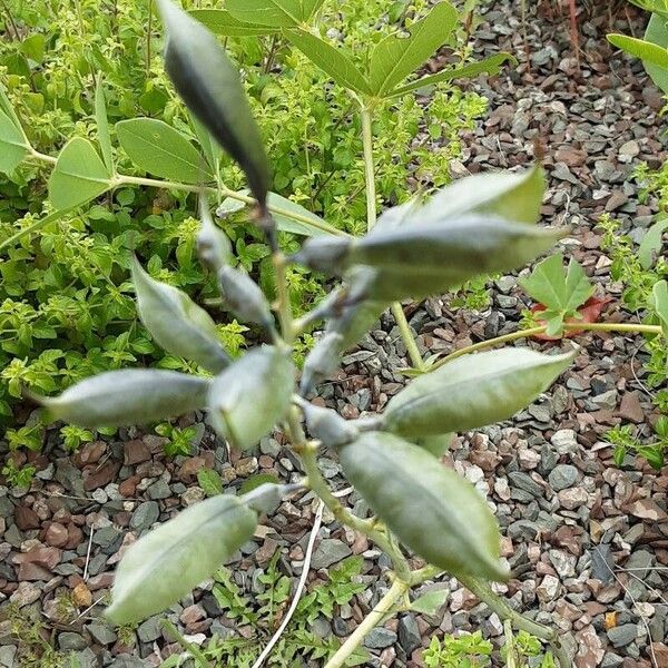 Baptisia australis Froito