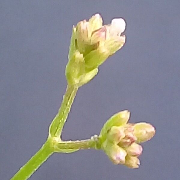 Valerianella dentata फूल