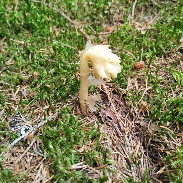 Monotropa hypopitys Leaf