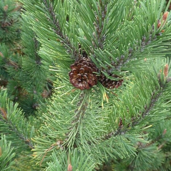 Pinus mugo Fruchs