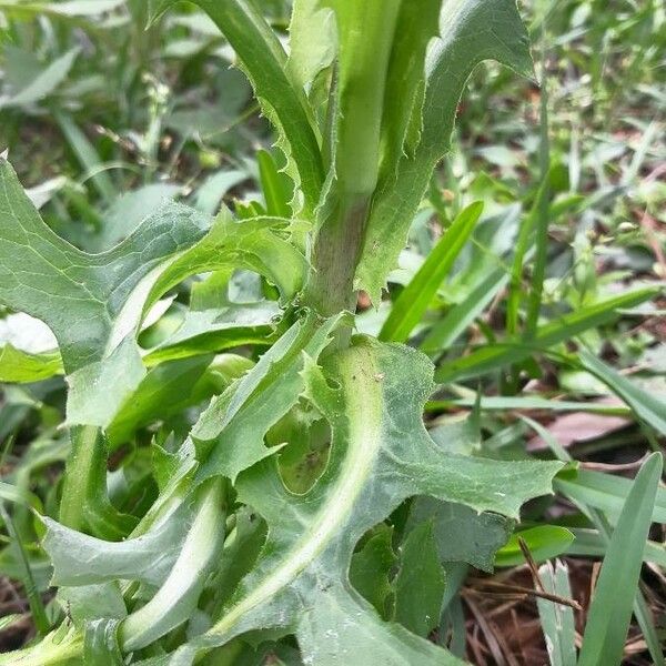 Lactuca canadensis خشب