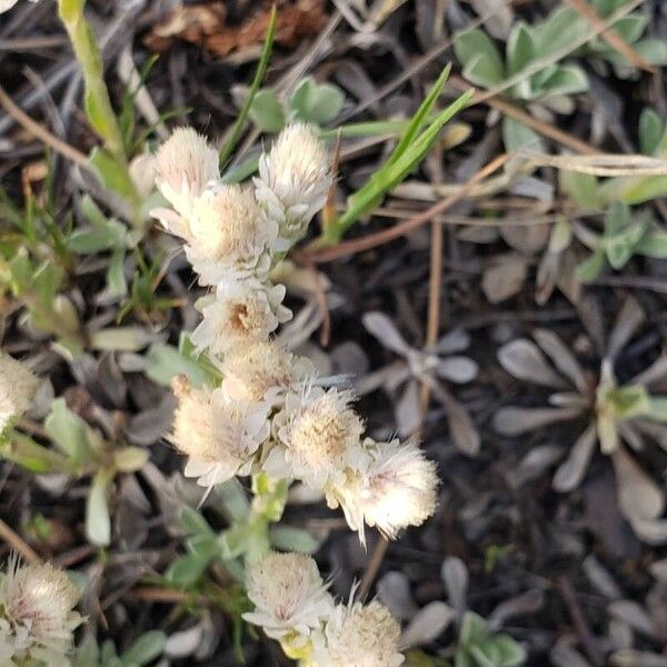 Antennaria parvifolia Λουλούδι