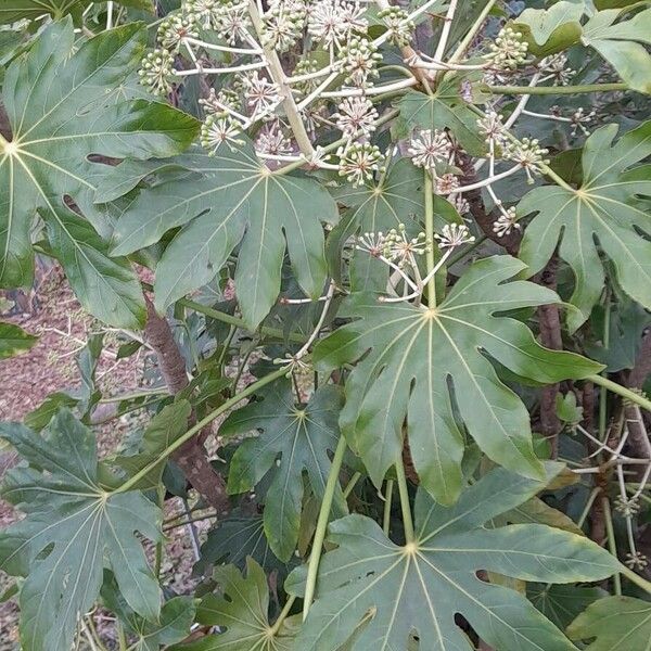 Fatsia japonica Облик