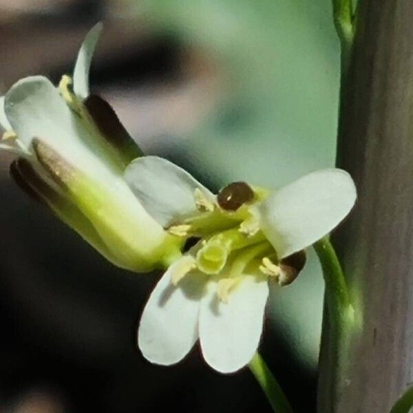 Turritis glabra Blomst