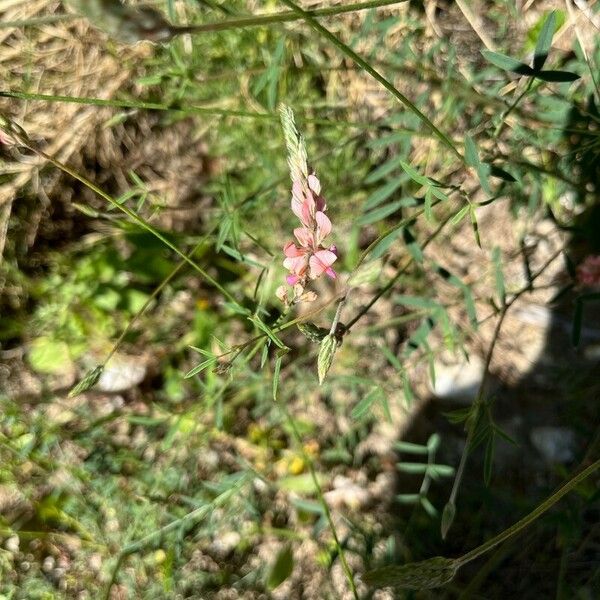 Onobrychis arenaria Flower