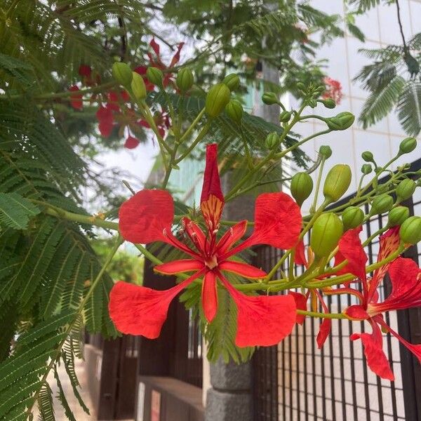 Delonix regia Virág