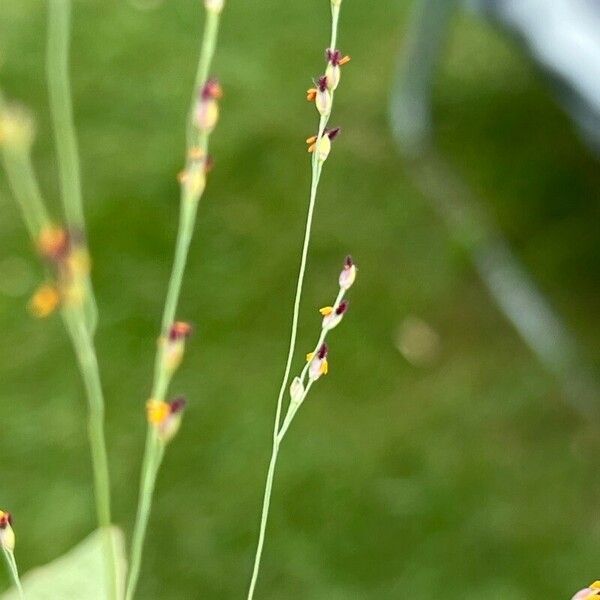 Panicum repens 花