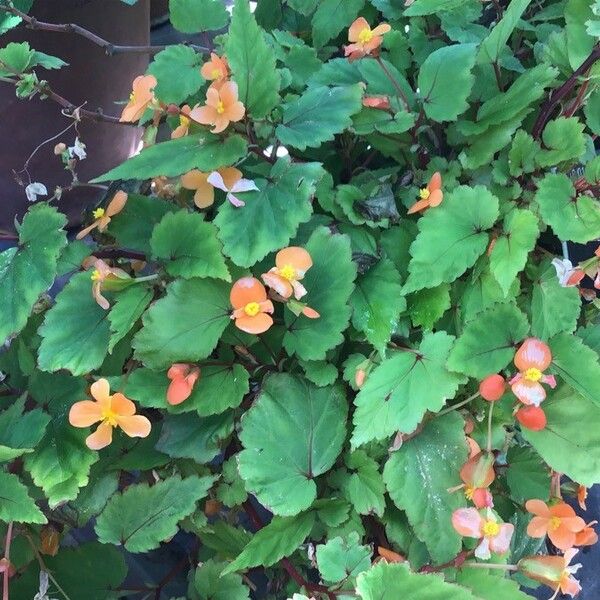 Begonia sutherlandii 叶