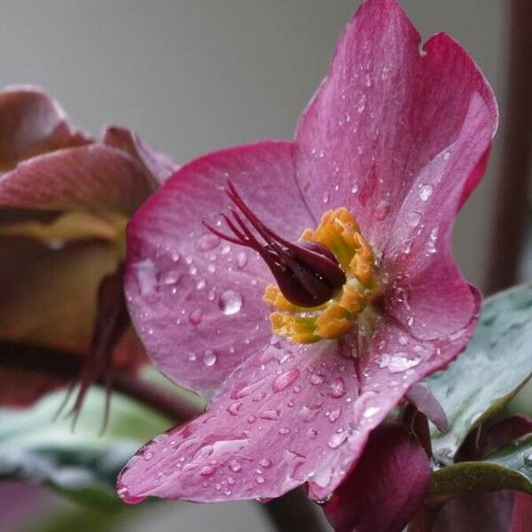 Helleborus orientalis Flor