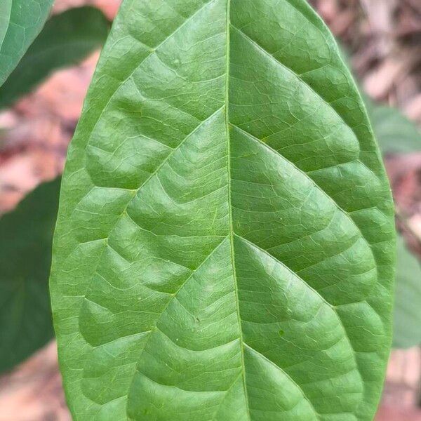 Combretum racemosum ᱥᱟᱠᱟᱢ