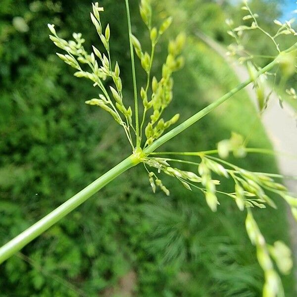 Agrostis gigantea Cvet