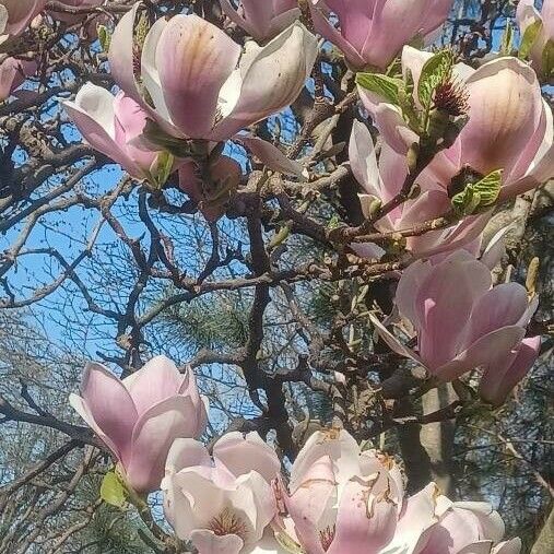 Magnolia × soulangeana फूल