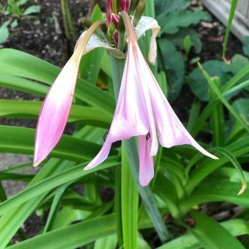 Crinum bulbispermum Квітка