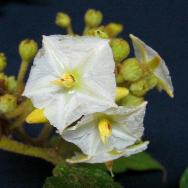 Lycianthes ferruginea Λουλούδι