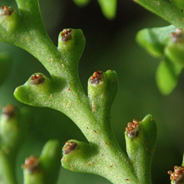 Asplenium theciferum Folha