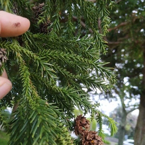 Cryptomeria japonica पत्ता