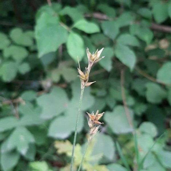 Carex divulsa Flor