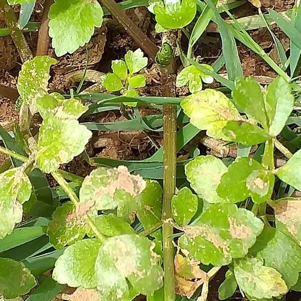 Nasturtium officinale Yaprak