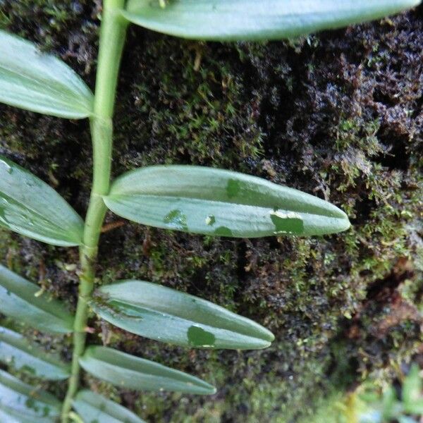 Angraecum ramosum Leaf