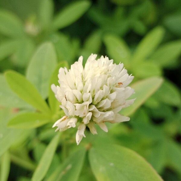 Trifolium alexandrinum Flower