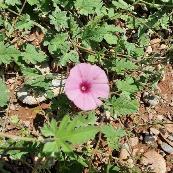 Convolvulus althaeoides Blomst