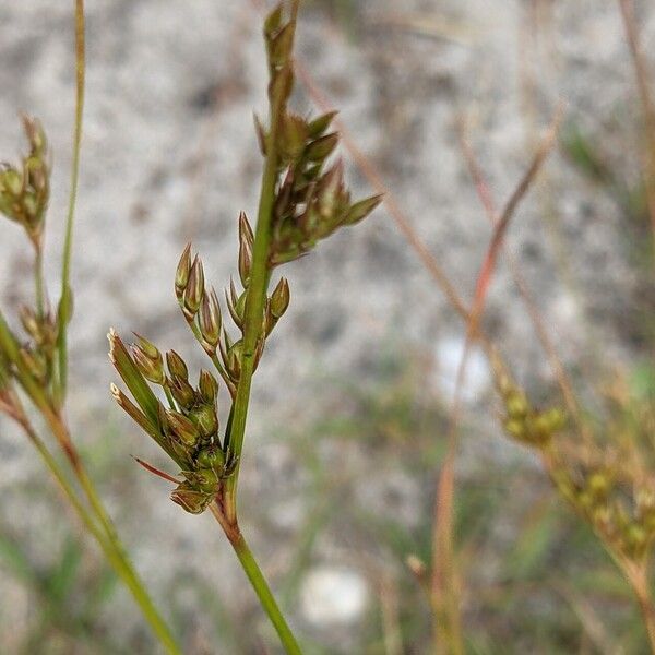 Juncus tenuis Çiçek