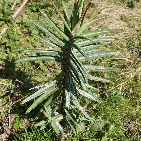 Euphorbia lathyris 葉