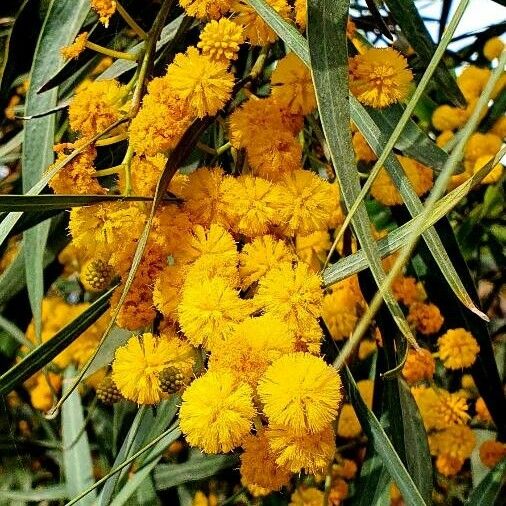 Acacia saligna Blomst