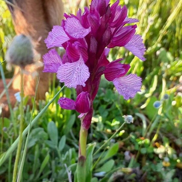 Anacamptis papilionacea Flower