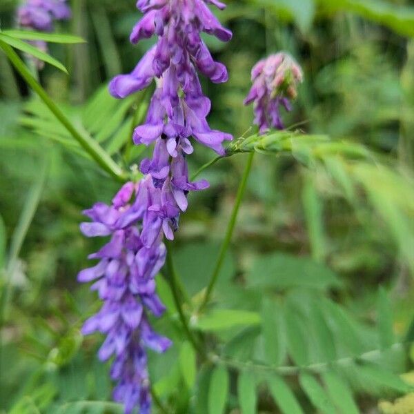 Vicia cracca Kukka