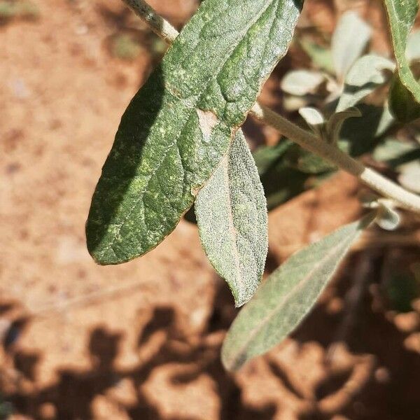 Aerva javanica Leaf