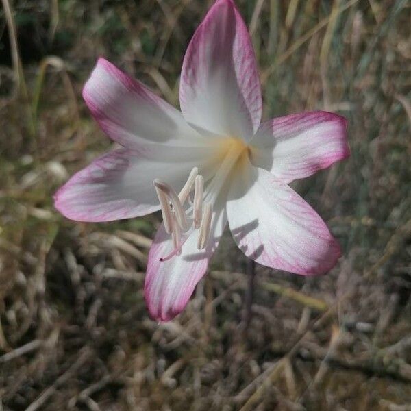 Amaryllis belladonna Bloem