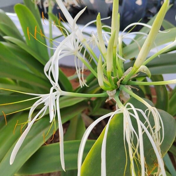 Hymenocallis littoralis Floare