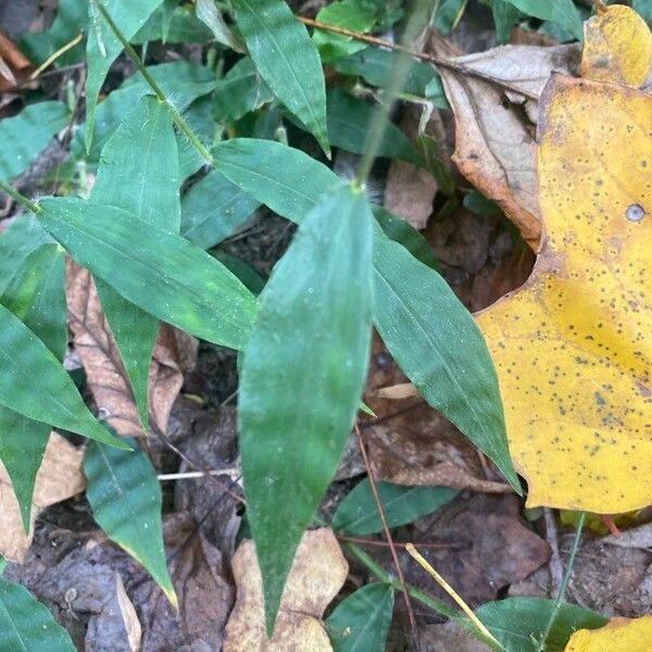 Oplismenus undulatifolius Blad