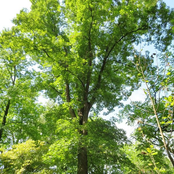 Carya glabra Συνήθη χαρακτηριστικά