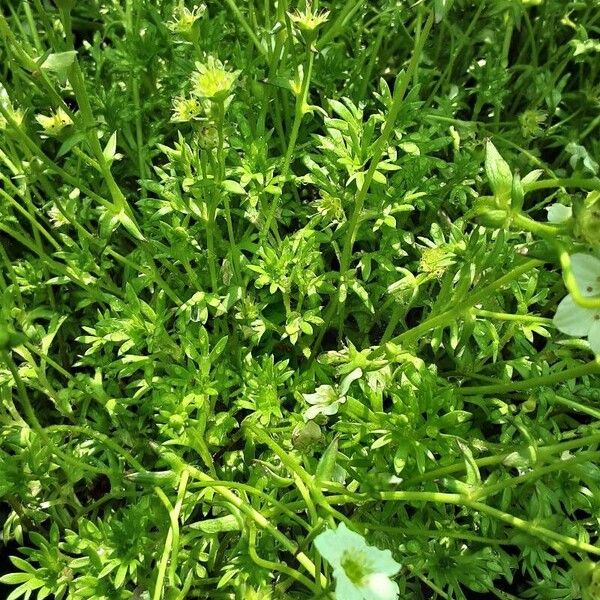 Saxifraga rosacea Habitat