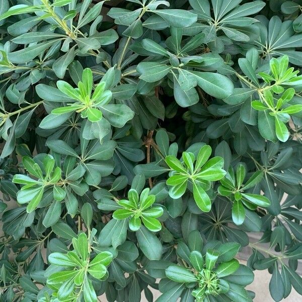 Pittosporum heterophyllum পাতা