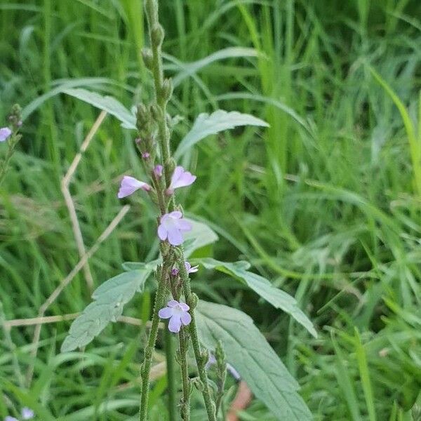 Verbena officinalis Листок