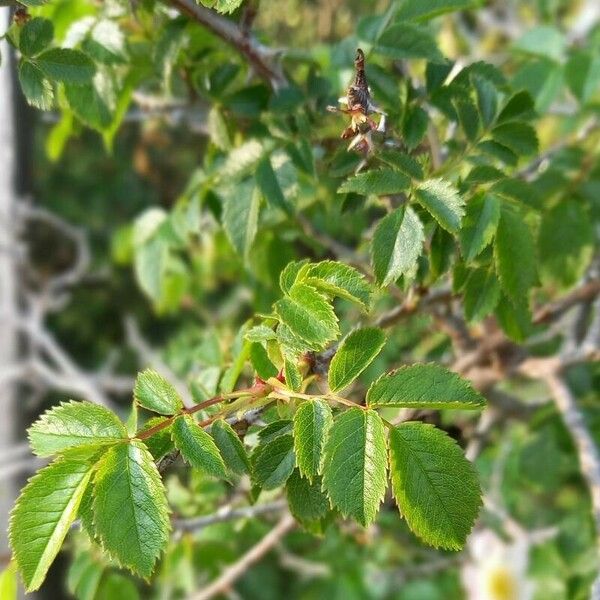 Rosa canina Frunză