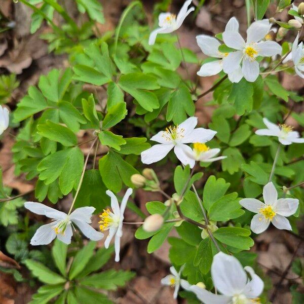 Isopyrum thalictroides Flower