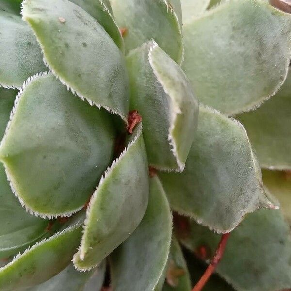 Sempervivum tectorum Leaf