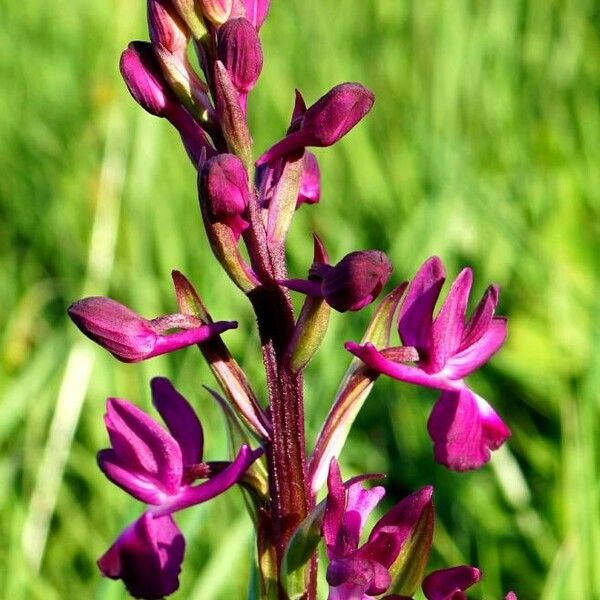 Anacamptis laxiflora Kukka