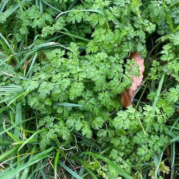 Anthriscus cerefolium Foglia