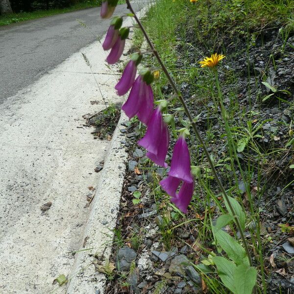 Digitalis purpurea Habit