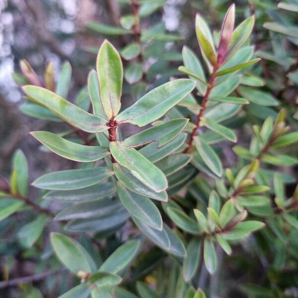 Veronica × andersonii Leaf